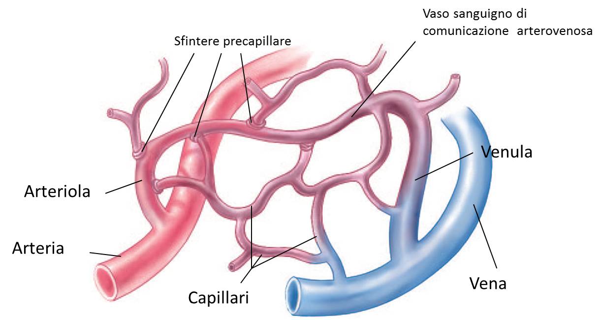 I capillari